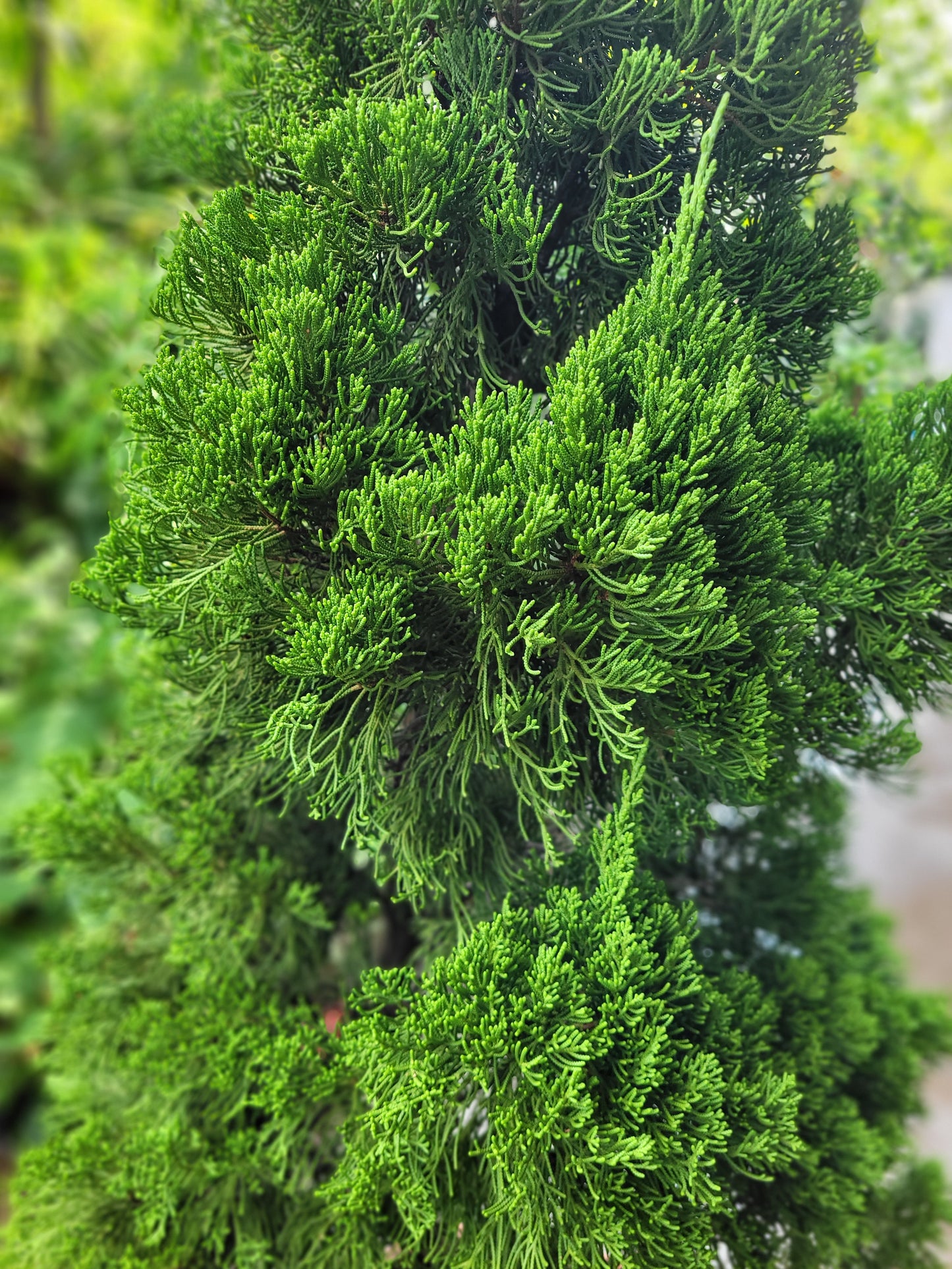 Jupinerus Christmas tree 1.8m