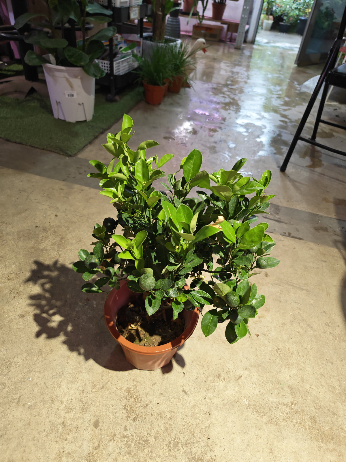 Lime Plant
