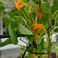 Nasturtium
