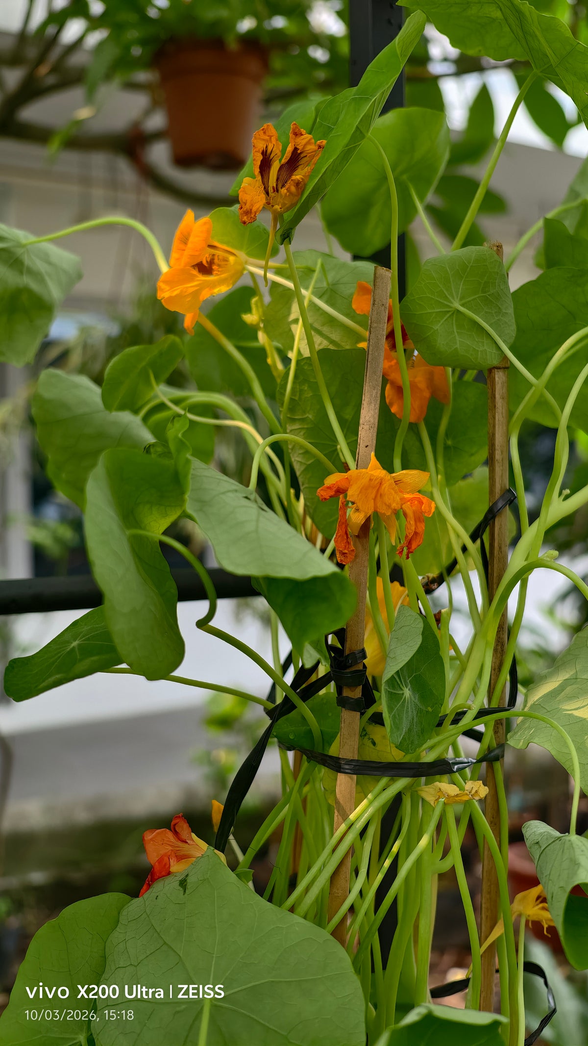Nasturtium