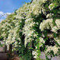 Japan Bridal Vine