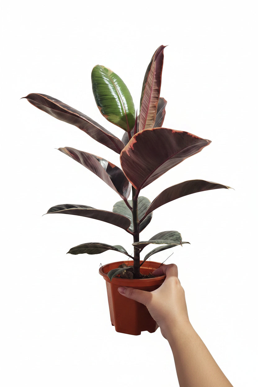 Ficus elastica