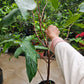 Sugar Green Jambu Soc Trang