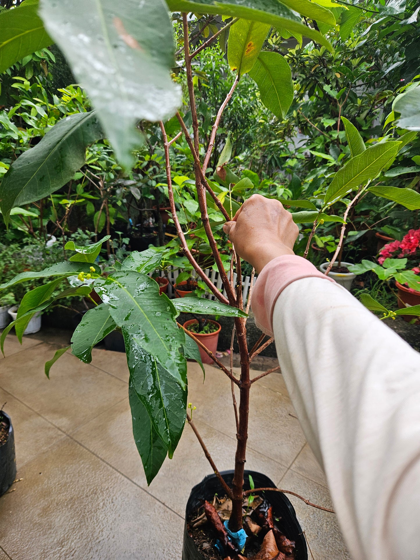 Sugar Green Jambu Soc Trang