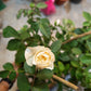 Juliet Rose