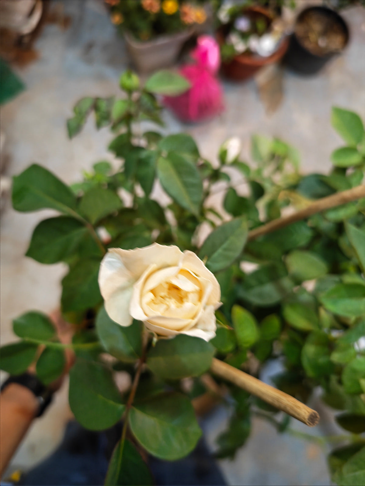 Juliet Rose
