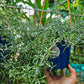 Creeping rosemary