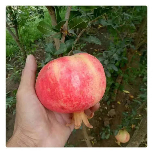 China Pomegranate
