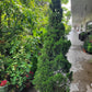 Jupinerus Christmas tree 1.8m