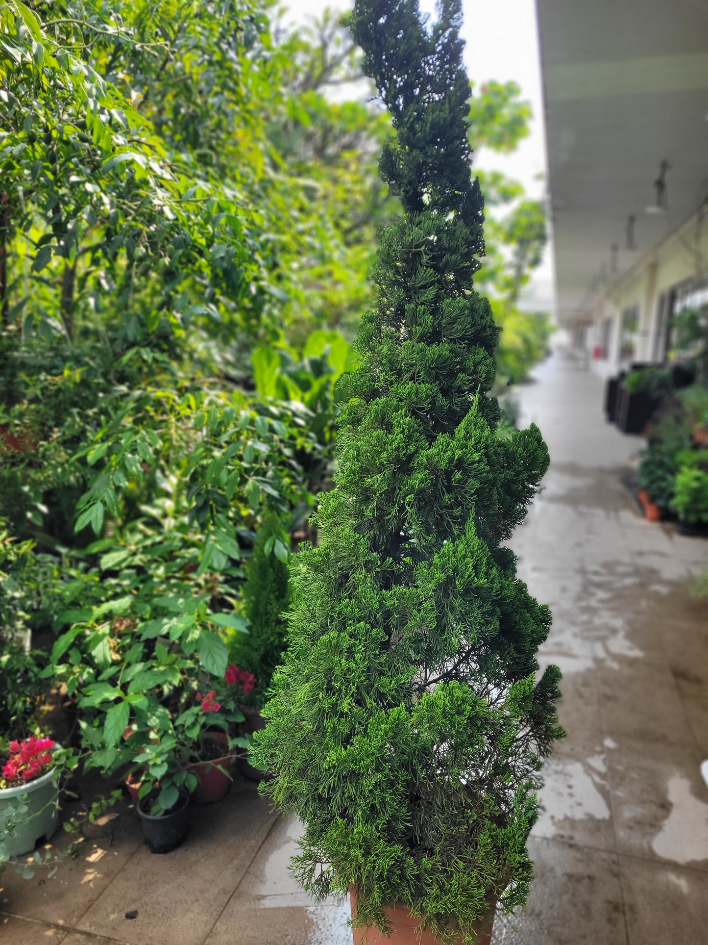 Jupinerus Christmas tree 1.8m