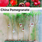 China Pomegranate