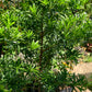 Podocarpus