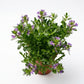 Scaevola aemula Fan Flower