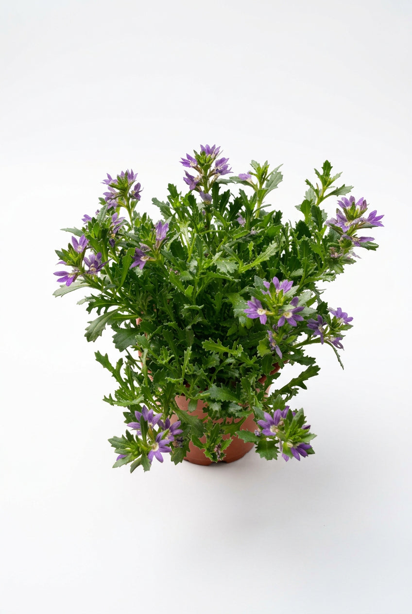 Scaevola aemula Fan Flower