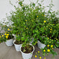 Chrysanthemum plant