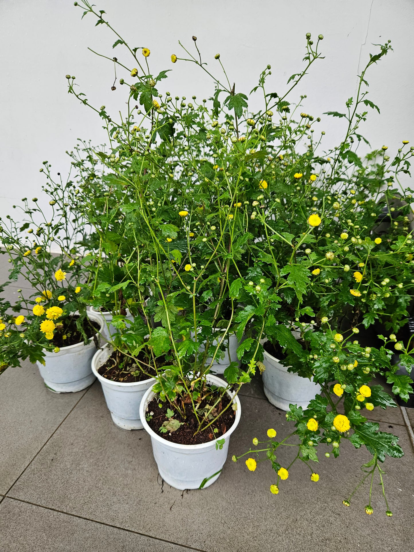 Chrysanthemum plant