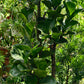 Ficus lyrata (multi stem) 琴叶榕(0.8mH0.9mH, 26cm/31cm pot)
