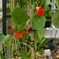 Nasturtium