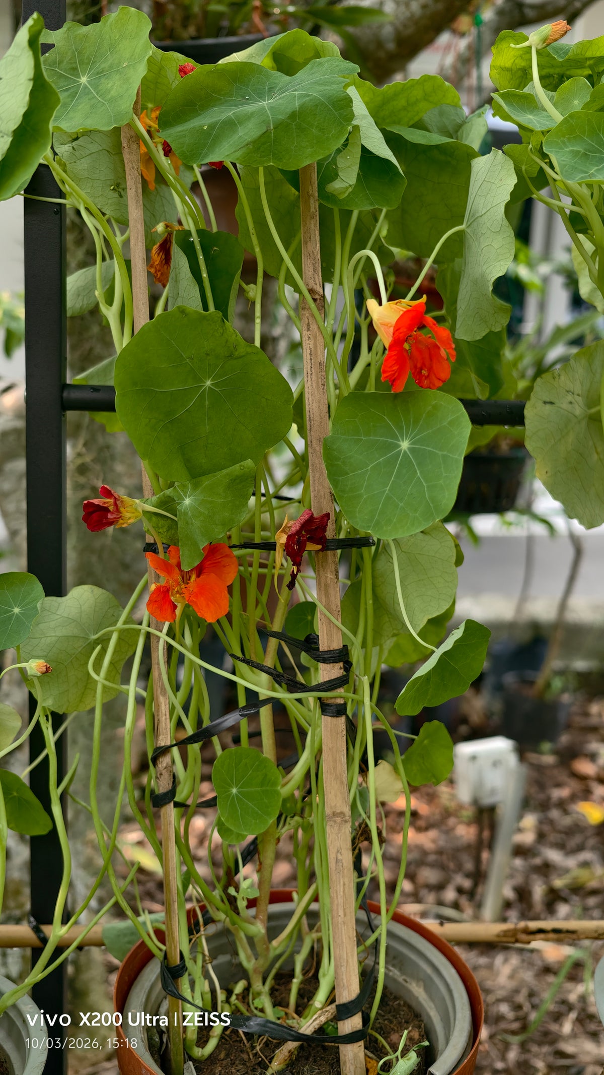 Nasturtium
