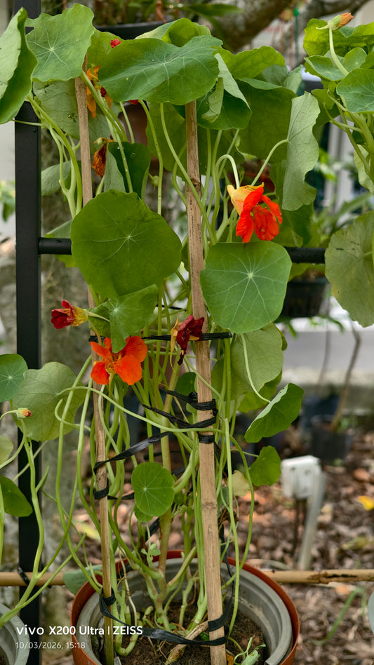 Nasturtium
