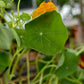 Nasturtium