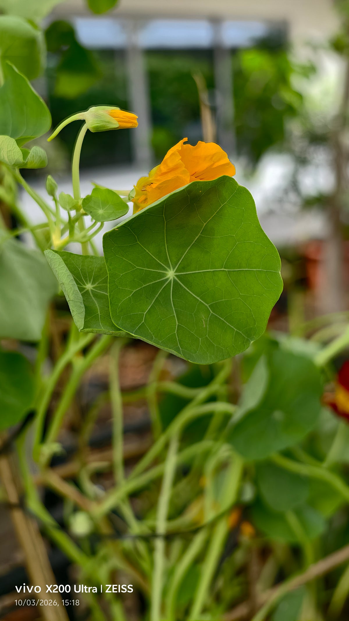 Nasturtium