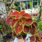 Coleus