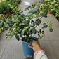 Heat Resistant Four Season Blueberry Jumbo fruit size