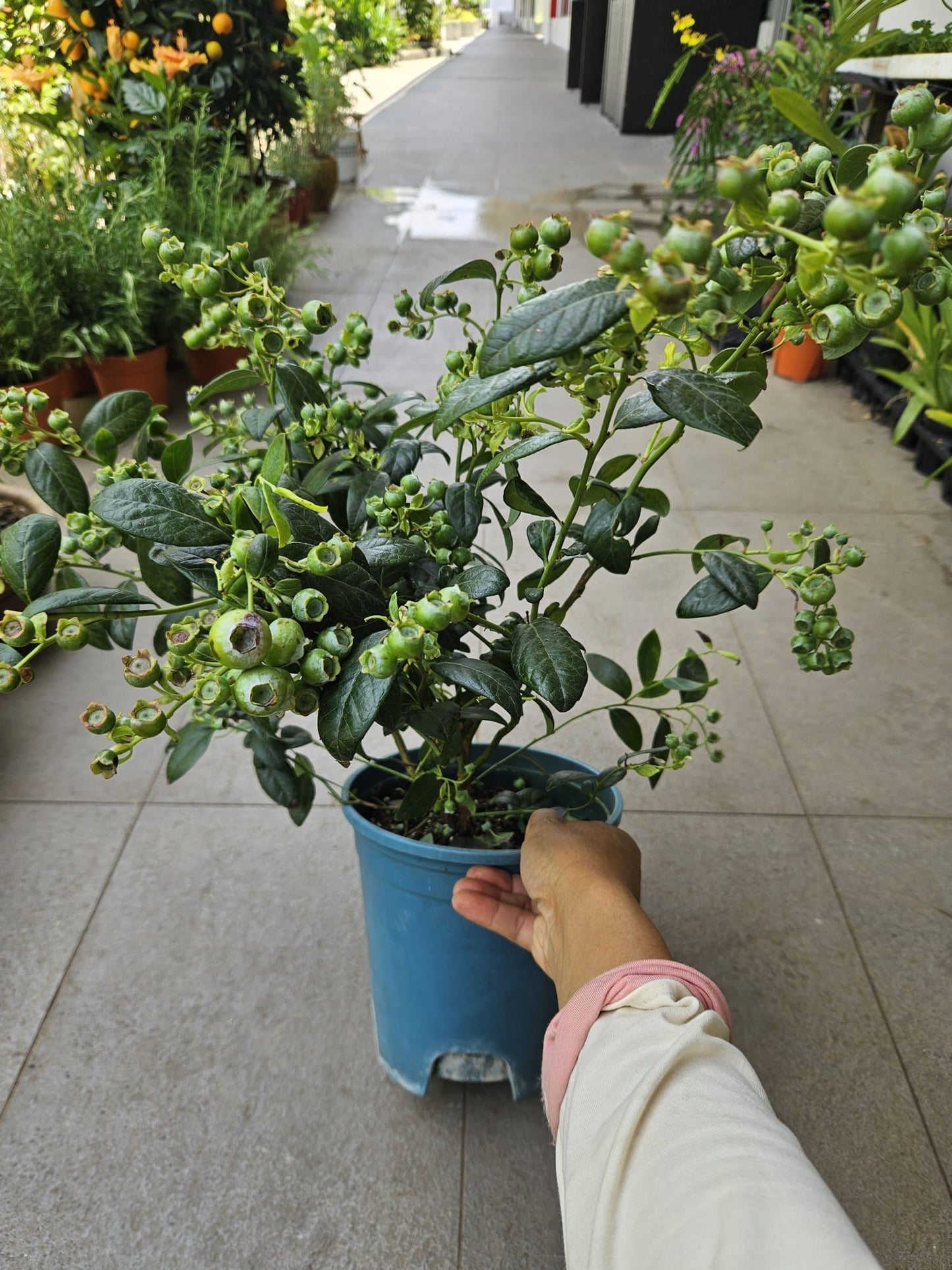 Heat Resistant Four Season Blueberry Jumbo fruit size