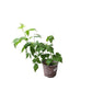 Raspberry Plant