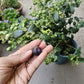 Heat Resistant Four Season Blueberry Jumbo fruit size