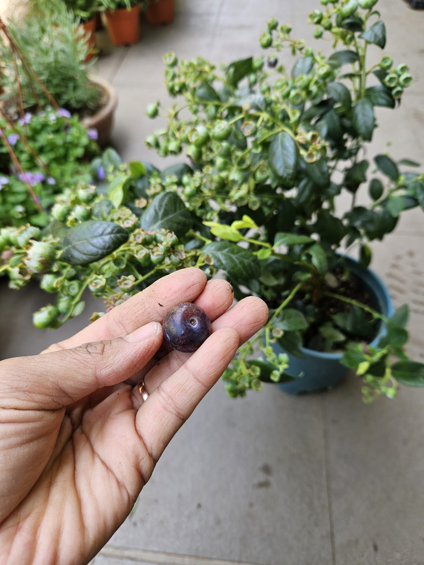 Heat Resistant Four Season Blueberry Jumbo fruit size