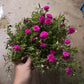 Portulaca (Japanese rose, 9 O'clock Flower, 九点花)