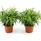 Sabah snake grass