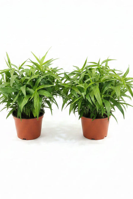 Sabah snake grass