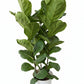 Ficus lyrata (multi stem) 琴叶榕(0.8mH0.9mH, 26cm/31cm pot)