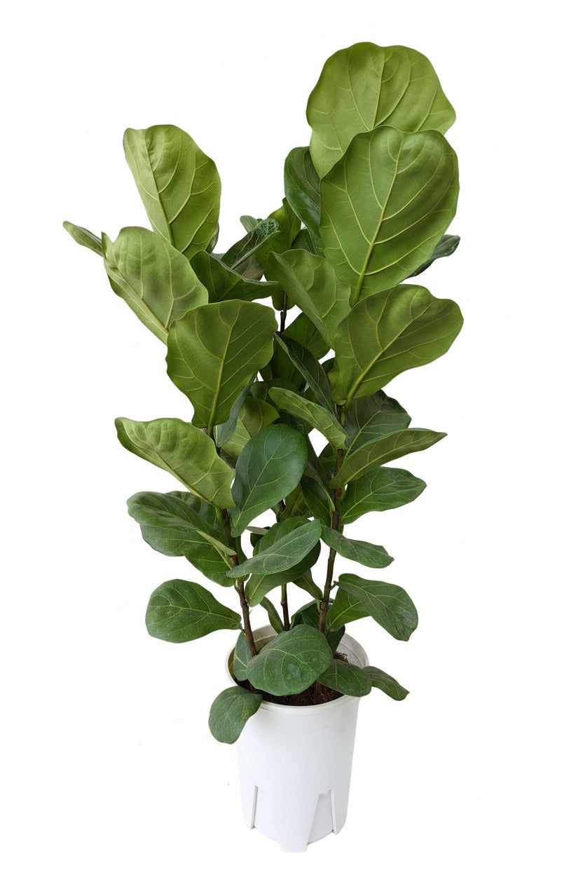 Ficus lyrata (multi stem) 琴叶榕(0.8mH0.9mH, 26cm/31cm pot)