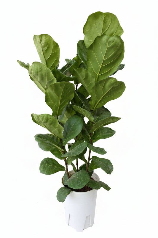 Ficus lyrata (multi stem) 琴叶榕(0.8mH0.9mH, 26cm/31cm pot)