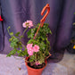 Geranium (Assorted)