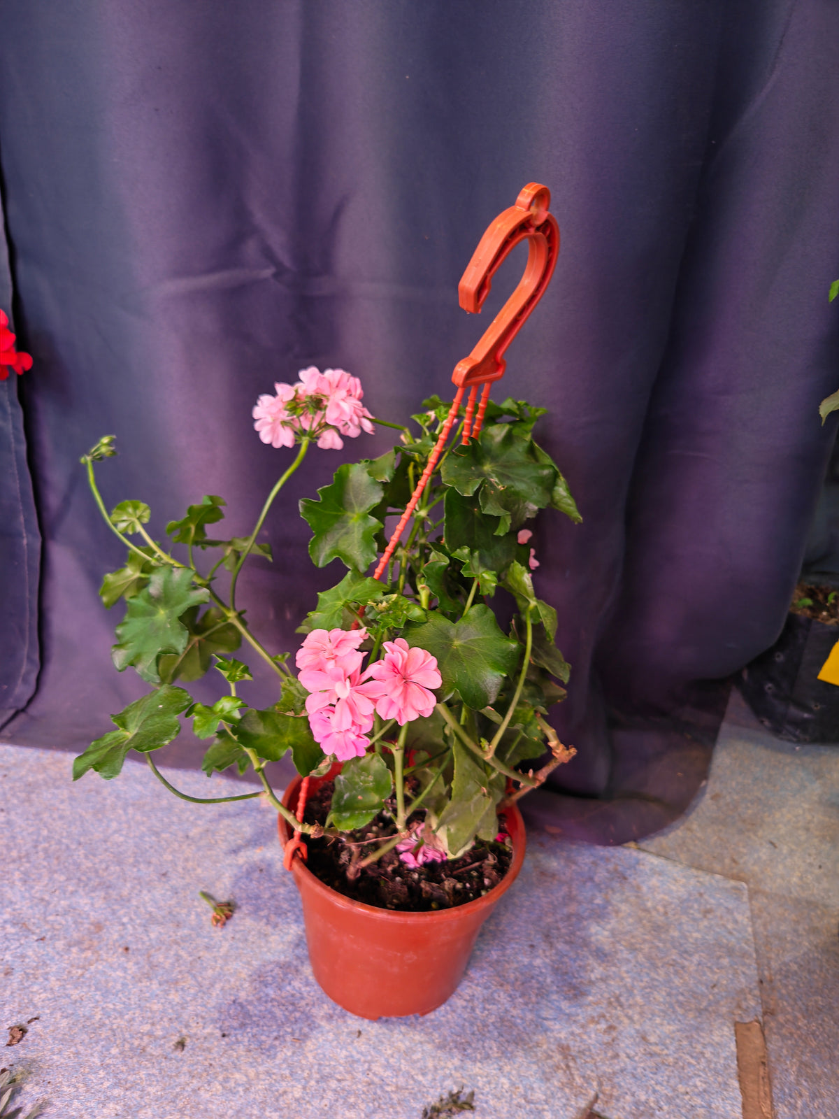 Geranium (Assorted)