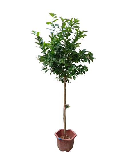 Variegated lemon tree