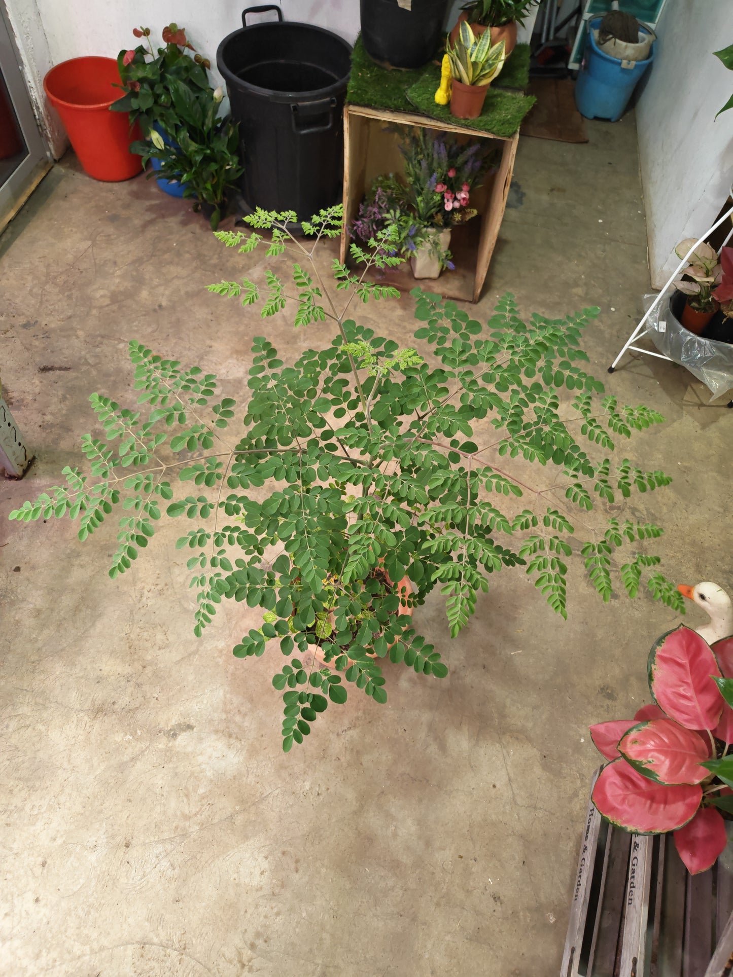 Moringa