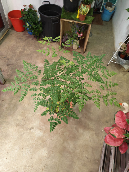 Moringa