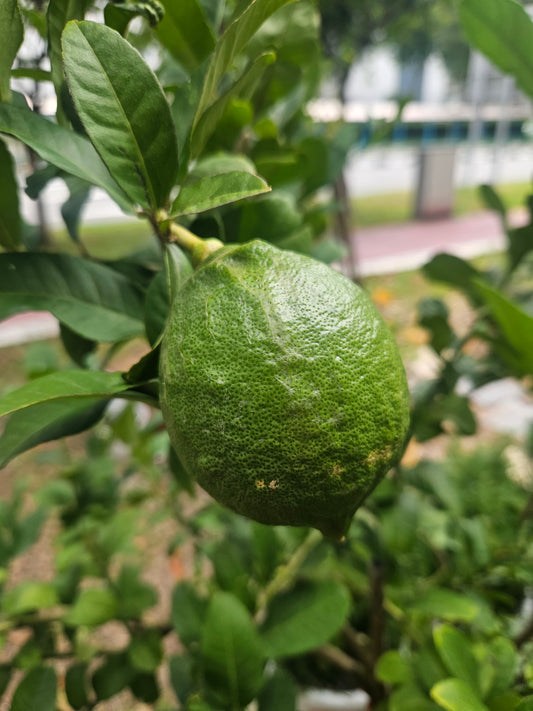 Large yellow lemon tree