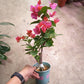 Bougainvillea