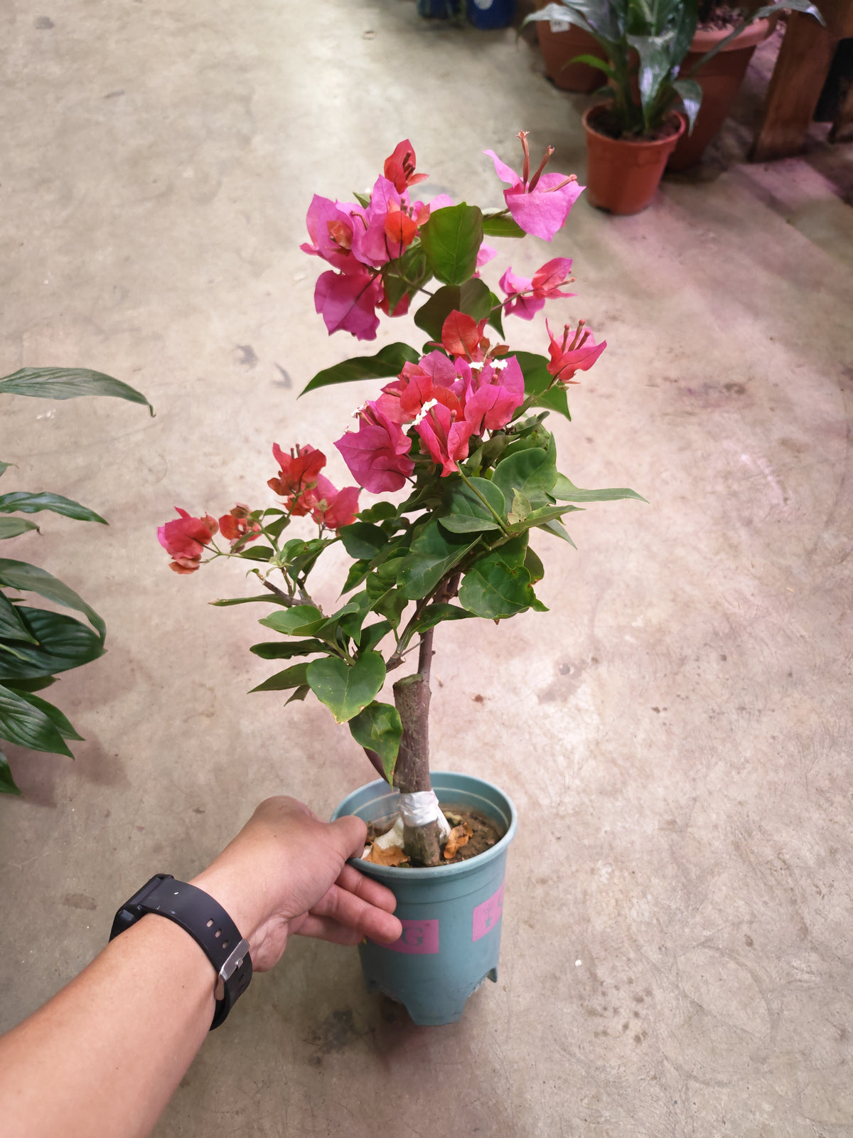 Bougainvillea
