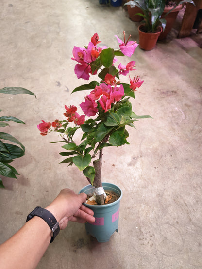 Bougainvillea