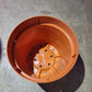 Heart Plastic Pot (S)