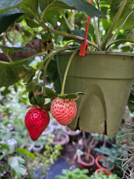 Common Strawberry