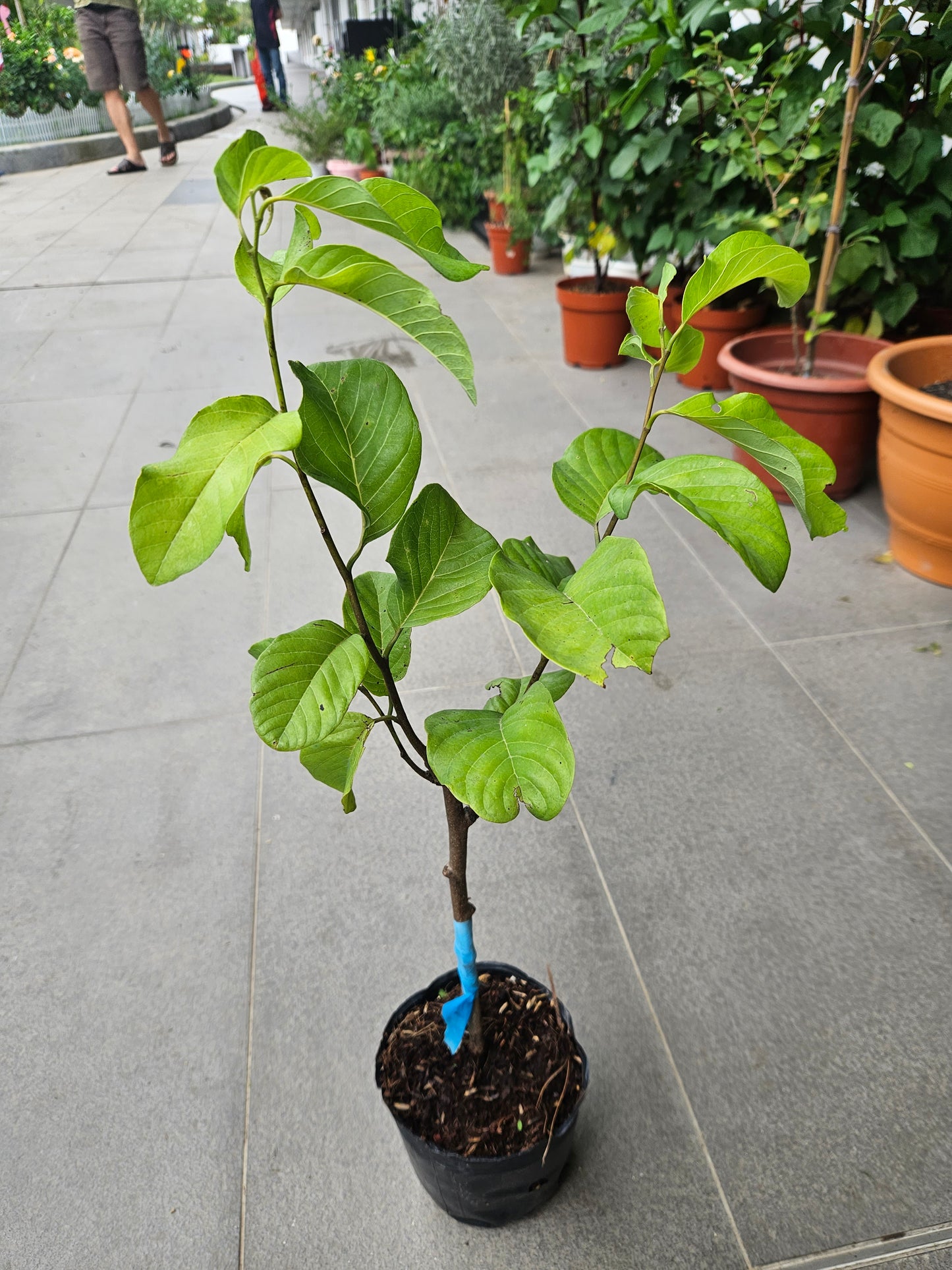 Thai Custard Apple